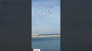 Visuale dal lungomare di Bari 🌊🌊🐦🐦 viaggi viaggioinitalia puglia italia perte siseda shorts [upl. by Hyacinthe527]