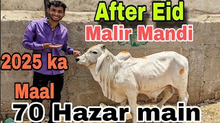 Malir Mandi Eid Ka baad Ka Pehla Bazaar  2025 Ka Palnay Wala Maal Agya Karachi Cattle cow mandi [upl. by Llehsem]