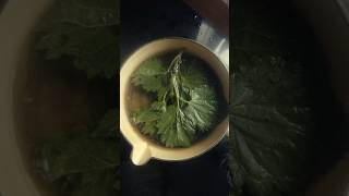 Stinging Nettle Tea [upl. by Aiza819]