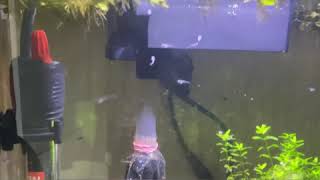 Raising Black Skirt Tetra Fry Day 4  12 [upl. by Ahmed]