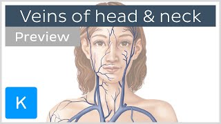 Veins of the head and neck preview  Human Anatomy  Kenhub [upl. by Eelnyl]