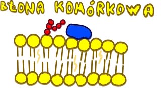 Błona Komórkowa  LiczNaPalcach Biologia [upl. by Eladroc]