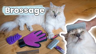 Je teste 6 brosses et peignes pour les chats à poil long  des conseils  Tutoriel amp Astuces [upl. by Laira]