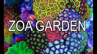 How To Build A Zoanthid Garden [upl. by Booker946]