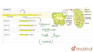 Endothecium layer of anther lobes is present  CLASS 12  NTA NEET SET 62  BIOLOGY  Doubtnut [upl. by Ecyar]