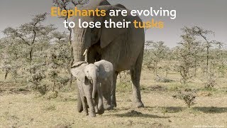 Elephants Are Evolving To Lose Their Tusks  Paradise Wildlife Park [upl. by Humo]