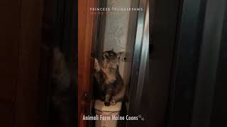 Princess ThunderPaws Mischievous Maine Coon cat mainecoon [upl. by Acenom]