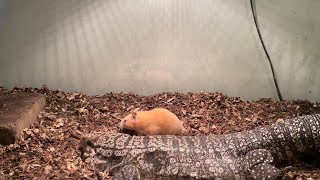 Feeding Screaming Hamsters to my Reptiles and Scorpions 【WARNING LIVE FEEDING】 [upl. by Atsocal651]