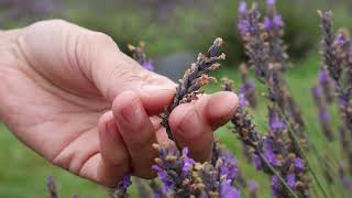 When to Spot the Best time to Harvest Lavender Hidcote Top Tips  Lavender World [upl. by Sinnaiy]