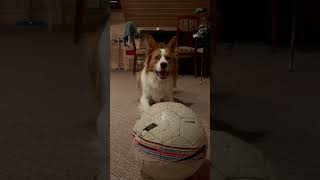 Border Collie Bantay Ball time is all the time—right [upl. by Durtschi988]