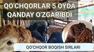 ODDIY USULDA QOCHQOR BOQISH SIRLARI [upl. by Airret580]