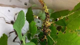 THIS INSECT IS INVISIBLE IN NATURE FUNNY HORNY PHASMATIDAE PHASMATODEA AT HOME from Philippines [upl. by Auahsoj]