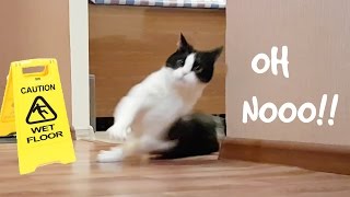 SLIPPING CAT ON WET FLOOR [upl. by Adria]