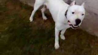 Dogo Argentino  Vrbas SRB [upl. by Ava]