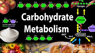 Carbohydrate Structure and Metabolism an Overview Animation [upl. by Hailed445]