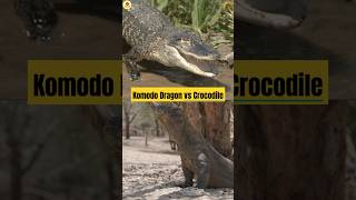 Komodo Dragon vs Crocodile Clash of Reptile Giants [upl. by Vanessa]