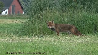 Rudi der Rüde mäuselt abends  Evening activities of a red fox male [upl. by Ennaed263]