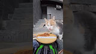 The cat food truck is out Deliver food to stray cats Pay attention to stray animals Cat feedi [upl. by Carlos]