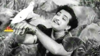 Rechukka  Telugu Movie Song  NTR Anjali Devi ANR [upl. by Sitrik]