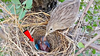 There was an unfertilized egg in babbler nest BirdPlusNature [upl. by Efioa]