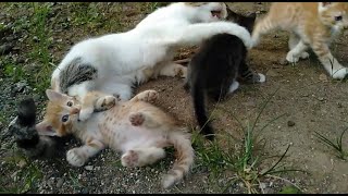 mom cat and active kittens play outdoor [upl. by Yeorgi865]