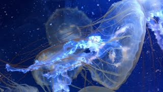 Pacific Sea Nettle  Jellyfish [upl. by Ellinad287]