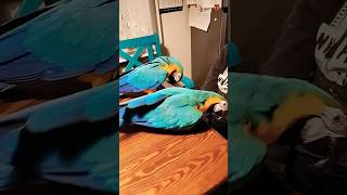 Papuga ara ararauna macaw parrot [upl. by Yeuh]