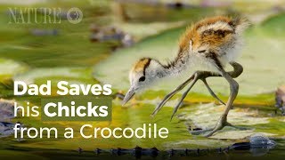 Jacana Dad Rescues his Chicks from a Crocodile [upl. by Tema87]