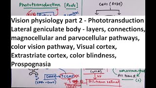 Special Senses  Physiology of Vision part 2 [upl. by Mazonson]