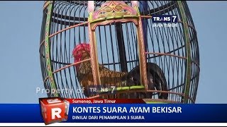 TRANS7 JATIM  Lantangnya Sang Raja Ayam Bekisar [upl. by Tucky]