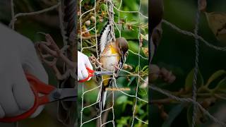 A rosefinch flits away liberated from netting—joyful flight shortsviral wildlife nature birds [upl. by Bej]