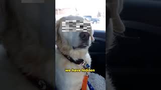 This dog is under the influence after a vet visit funny [upl. by Giff636]