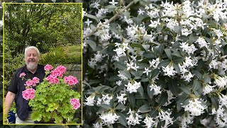 OSMANTHUS ARBUSTE À FEUILLES DE HOUX ET AUX FLEURS À ODEUR DE JASMIN Le Quotidien du Jardin N°405 [upl. by Aro777]