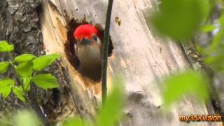 Redbellied Woodpecker calling from his Nest  April 20 2013  in HD [upl. by Sabsay441]