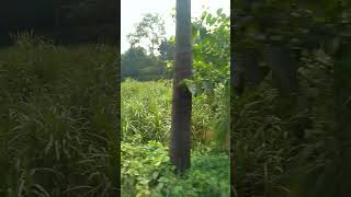 Village means banana fields amp sugarcane fieldsnaogaon naturewithtuli shortsviral sugarcane [upl. by Gnoh62]