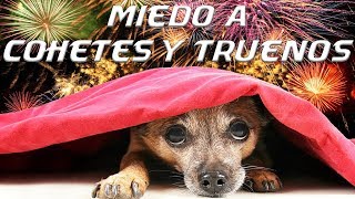 Por qué los perros tienen miedo a las tormentas y pirotecnia consejos [upl. by Won]