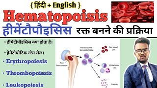 Hematopoiesis  Hematopoiesis In Hindi  Hematopoietic Stem Cell  Formation of BloodErythropoiesis [upl. by Obocaj278]