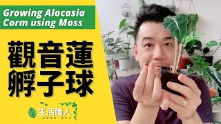 觀音蓮孵子球  Growing Alocasia Corm【生活職人】 [upl. by Omissam337]