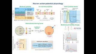 Neuron action potential physiology [upl. by Pilloff]