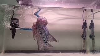 Flowerhorn for 3minutes [upl. by Ossy60]