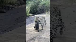 Baboons chase down a leopard that caught their friend 😮 [upl. by Boyes]