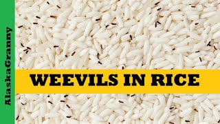 Weevils In RicePrevent WeevilsSolutionsBest Ways To Store Rice [upl. by Ennovehs]