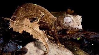 the Satanic leaftailed gecko Uroplatus phantasticus [upl. by Tennes]