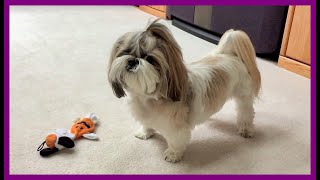 Lacey is howling and barking at her squeaky toy 🐶😆  Cute Shih Tzu dog 🐾 [upl. by Eidnim]