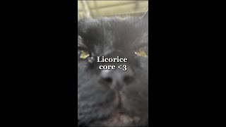 Licorice Core [upl. by Heller970]