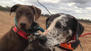 HUNTING WITH CATAHOULAS DOWNUNDER GoPro mounted on Blossom The Catahoula Hunting Wild Boar [upl. by Beniamino919]