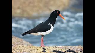 Oystercatcher Bird Call [upl. by Nivaj]