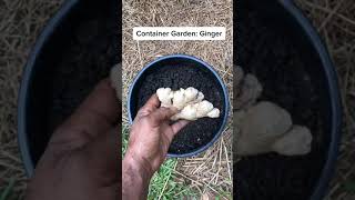 Container Gardening Grow Your Own Ginger at Home 🌱✨ [upl. by Pooh]