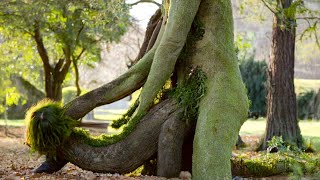 20 MOST Unusual Trees In The World [upl. by Osborne184]