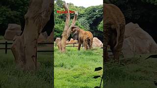 Elephant Mysuru Zoomysuruzoo elephant mysorezoo [upl. by Lenox]